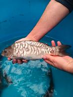 Carpes miroirs de la lignée hongroise Valkenswaard