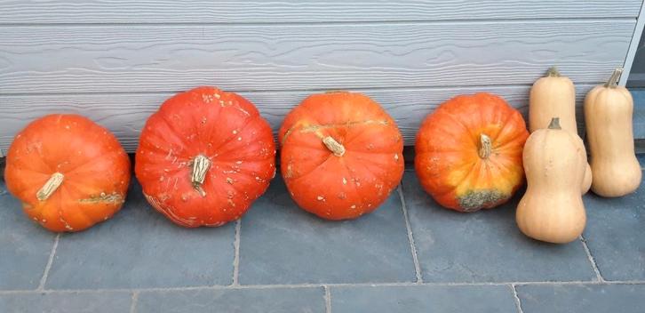 laatste eetbare pompoenen (niet gespoten)/groenten, Divers, Produits alimentaires, Enlèvement