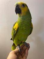 Super Tamme Blauwvoorhoofd Amazon, Dieren en Toebehoren, Vogels | Parkieten en Papegaaien, Papegaai, Geringd