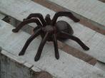 statue araignée en fonte patinée brune, Enlèvement ou Envoi, Neuf, Métal, Animal