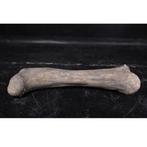 Dinosaur Bone – Dinosaurus beeld Lengte 118 cm, Verzamelen, Dierenverzamelingen, Ophalen, Nieuw