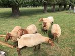 Ardense voskop ram + ooi maart '25 te koop, Meerdere dieren, Schaap, 0 tot 2 jaar