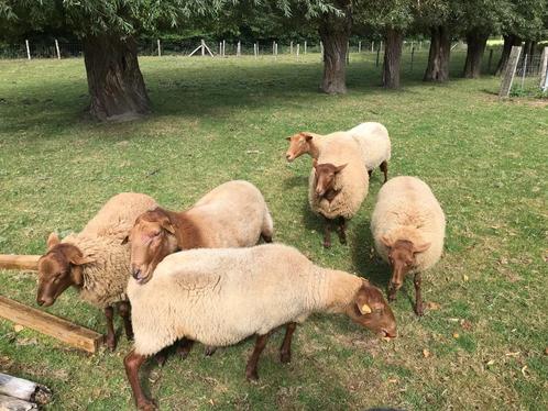 Ardense voskop ram + ooi maart '25 te koop, Dieren en Toebehoren, Schapen, Geiten en Varkens, Schaap, Meerdere dieren, 0 tot 2 jaar