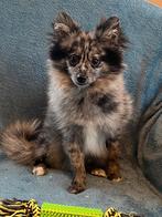 Junior kleinkees pups reukes, Dieren en Toebehoren, België, Keeshond, 15 weken tot 1 jaar, Reu