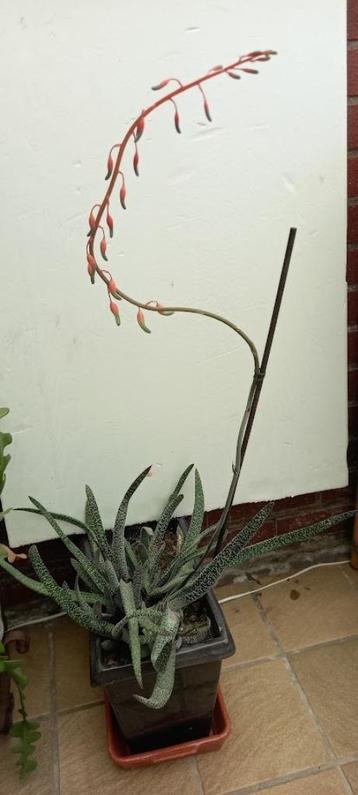 vetplanten Gasteria verrucosa beschikbaar voor biedingen