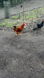 New Hampshire haan, Dieren en Toebehoren, Pluimvee