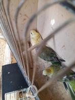 Roodrugparkieten 15 stuks, Ophalen