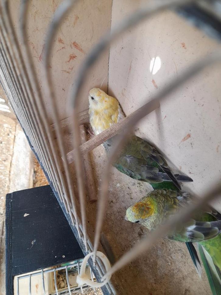 Roodrugparkieten 15 stuks, Dieren en Toebehoren, Vogels | Toebehoren, Ophalen