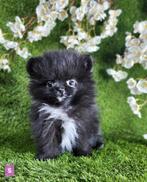 Pomeriaan / dwergkees pomeranian pom pup, België, Keeshond, CDV (hondenziekte), 8 tot 15 weken