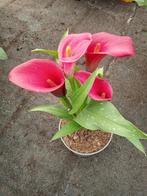 Calla zantedeschia aronskelk, Tuin en Terras, Planten | Tuinplanten, Volle zon, Vaste plant, Zomer, Ophalen