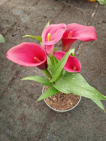 Calla zantedeschia aronskelk beschikbaar voor biedingen