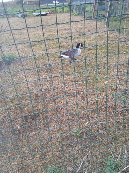 Diverse sierganzen en eenden beschikbaar/gezocht, Dieren en Toebehoren, Pluimvee, Eend