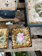 Aztekium ritteri, Tuin en Terras, Planten | Tuinplanten, Ophalen