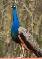 blauwe pauw kuikens, Dieren en Toebehoren, Pluimvee, Geslacht onbekend, Overige soorten