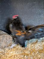 Antwerpse baardkriel, Dieren en Toebehoren, Pluimvee