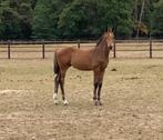 Leuk Drummer 2000 TN hengstveulen, Dieren en Toebehoren, Paarden