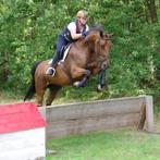 Mooie merrie met topstam, Dieren en Toebehoren, Paarden, Merrie