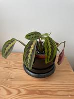 Maranta Leuconeura tricolor, Huis en Inrichting, Kamerplanten, Ophalen of Verzenden, In pot