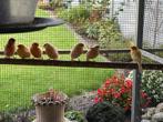 Kanaries te koop, Dieren en Toebehoren
