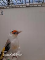 Ek elzenputters en parva + muttaties, Dieren en Toebehoren