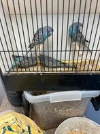 Bf grasparkieten, Mâle, Perruche, Bagué