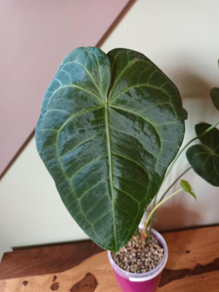 Anthurium clarinervium x pedatoradiatum, Huis en Inrichting, Kamerplanten, Ophalen of Verzenden