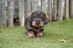 Ruwharige teckel pups met stamboom (geteste ouders), Dieren en Toebehoren, Honden | Teckels en Dashonden, België, CDV (hondenziekte)
