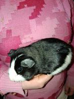 Cavia beertje, Dieren en Toebehoren, Knaagdieren, Geslacht onbekend, Cavia, Tam