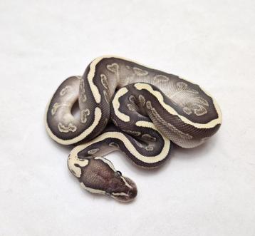 Ghi Lesser het Clown koningspython man beschikbaar voor biedingen