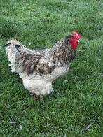 COQ BRAHMA MIXTURE GRATUIT