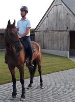 Stalhulp voor paarden, Dieren en Toebehoren, Paarden