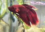 Betta man Siamese kempvis, Dieren en Toebehoren, Vissen | Aquariumvissen