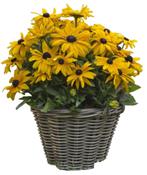 Zaden Rudbeckia Goldsturm oogst 2024, Tuin en Terras, Ophalen of Verzenden