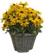 Zaden Rudbeckia Goldsturm oogst 2024, Tuin en Terras, Ophalen of Verzenden