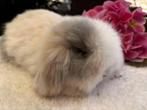 Teddy widder konijnen, raszuiver, Dieren en Toebehoren, Konijnen, Mannelijk, Klein, Hangoor, 0 tot 2 jaar
