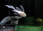 GEZOCHT - l144 longfin koppel, Dieren en Toebehoren, Vissen | Aquariumvissen, Vis, Zoetwatervis