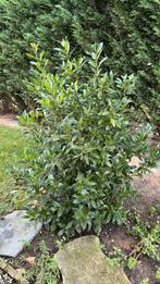 Laurier plant, Ophalen, Laurier