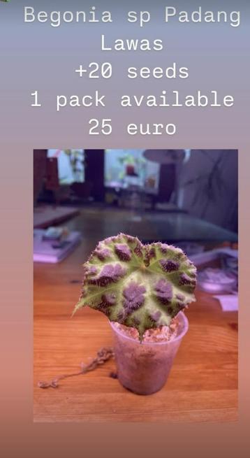 Begonia Sp Padang Lawas ZADEN disponible aux enchères