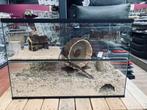 Hamster/Gerbil kooi Glas, Kooi, Hamster, Ophalen, Minder dan 60 cm