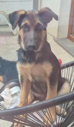 Lieve pup zoekt nieuw thuis, Dieren en Toebehoren, Honden | Herdershonden en Veedrijvers, België, Particulier, 15 weken tot 1 jaar