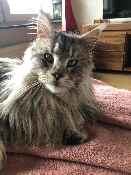 Maine coon dekkater, Dieren en Toebehoren, Katten en Kittens | Dekkaters, 0 tot 2 jaar
