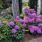 Rhododendrons ponticum, Tuin en Terras, Planten | Tuinplanten, Vaste plant, Halfschaduw, Lente, Ophalen