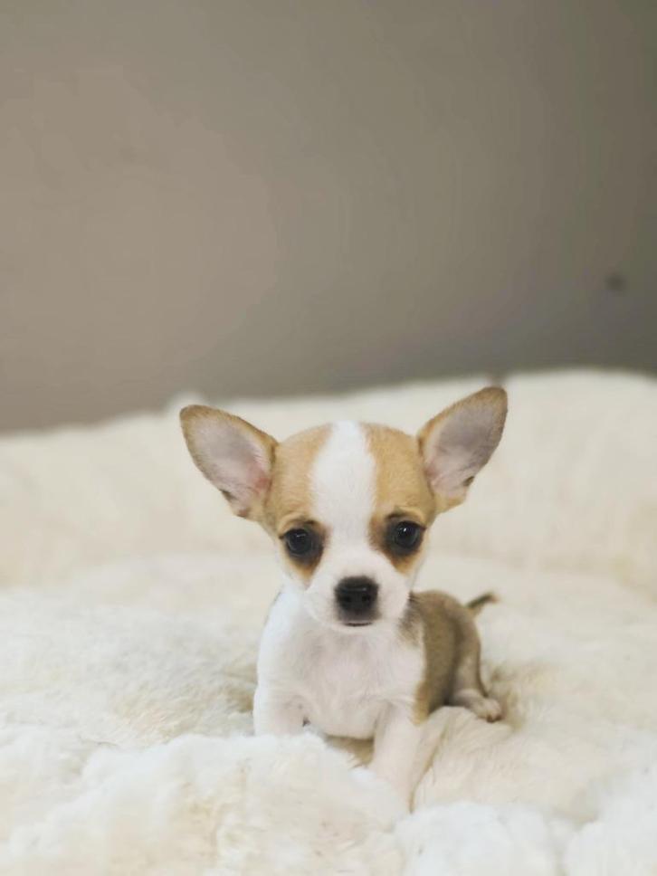 Bij ons geboren Chihuahua pupjes te koop, Dieren en Toebehoren, Honden | Chihuahua's en Gezelschapshonden, Meerdere dieren, Overige rassen