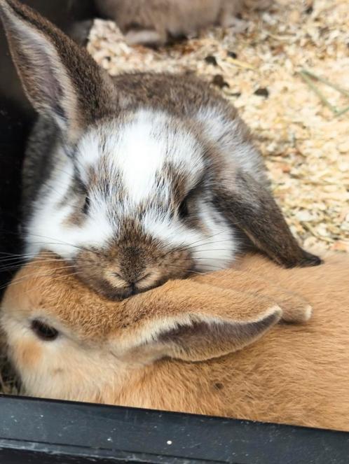 Twee dwerg hangoortjes, Dieren en Toebehoren, Konijnen, Dwerg