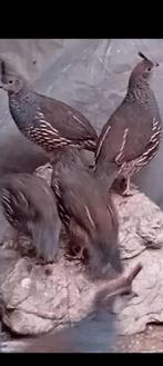 Koppel kuifkwartels, Dieren en Toebehoren, Meerdere dieren, Overige soorten