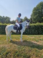 A pony, Dieren en Toebehoren, Pony's, Gechipt, B, Ruin, A pony (tot 1.17m)