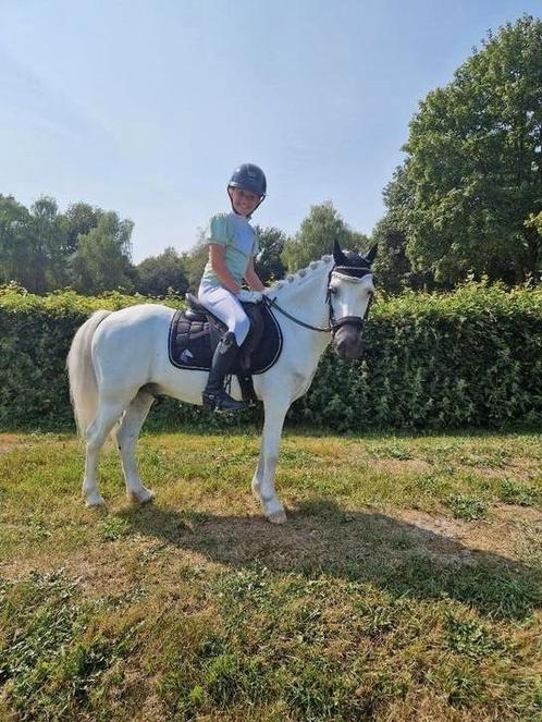 A pony, Dieren en Toebehoren, Pony's, Ruin, B, A pony (tot 1.17m), 11 jaar of ouder, Gechipt, Ontwormd, Ingeënt