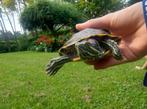 (Roodwang) schildpad  zoekt een maatje van 3-6 jaar oud, Dieren en Toebehoren, Schildpad, 3 tot 6 jaar