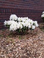 rhododendron, Tuin en Terras, Planten | Struiken en Hagen, Ophalen, Rhododendron, Struik, Minder dan 100 cm