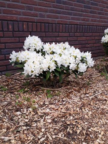 rhododendron beschikbaar voor biedingen